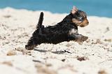 YORKSHIRE TERRIER 119